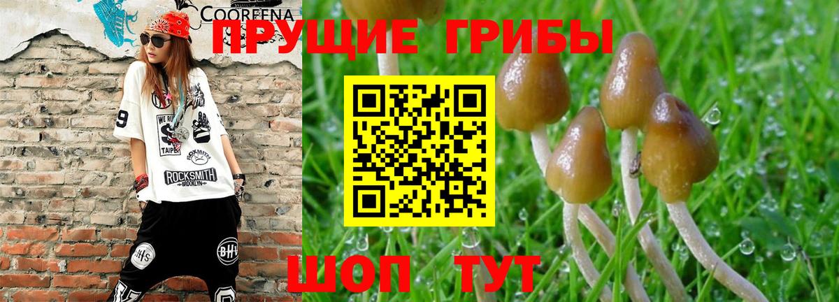 Псилоцибиновые грибы GOLDEN TEACHER  Вход с VPN  Муром 